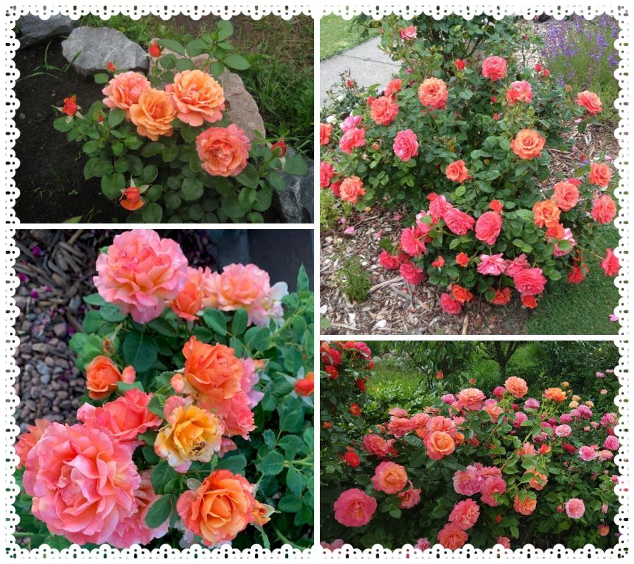 Easy Does It róża rabatowa